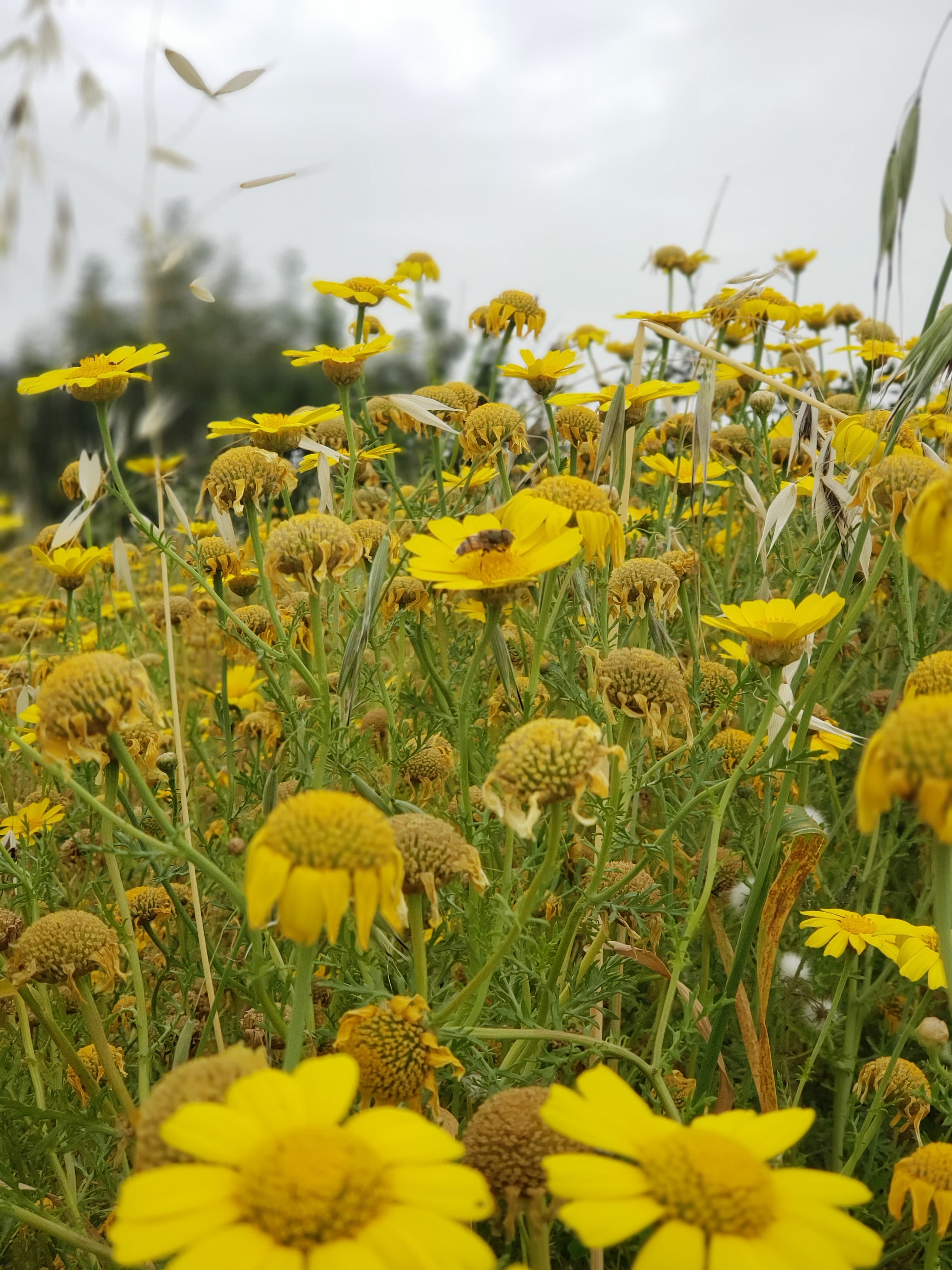 flowerfield